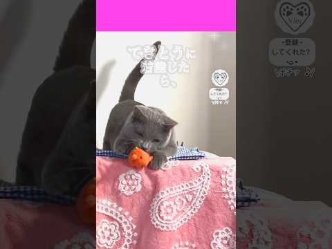 【てきとうに着陸した】ら、…🐙笑 #猫 #cat #シャルトリュー #chartreux #猫ショート #catshort #hilarious #parallel #Liza