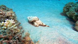 stonefish السمكة الصخرية