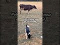 Can you spot the difference? #dogsofyoutube #pets #doggielife #cow #cutedogs #dogsofinstagram #bnw