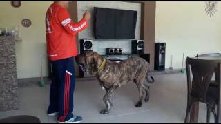 adestramento edukdog  treino sem guia com fila Brasileiro