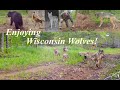Wolves Near the Den-- A Trail Camera in Nature, Northern Wisconsin
