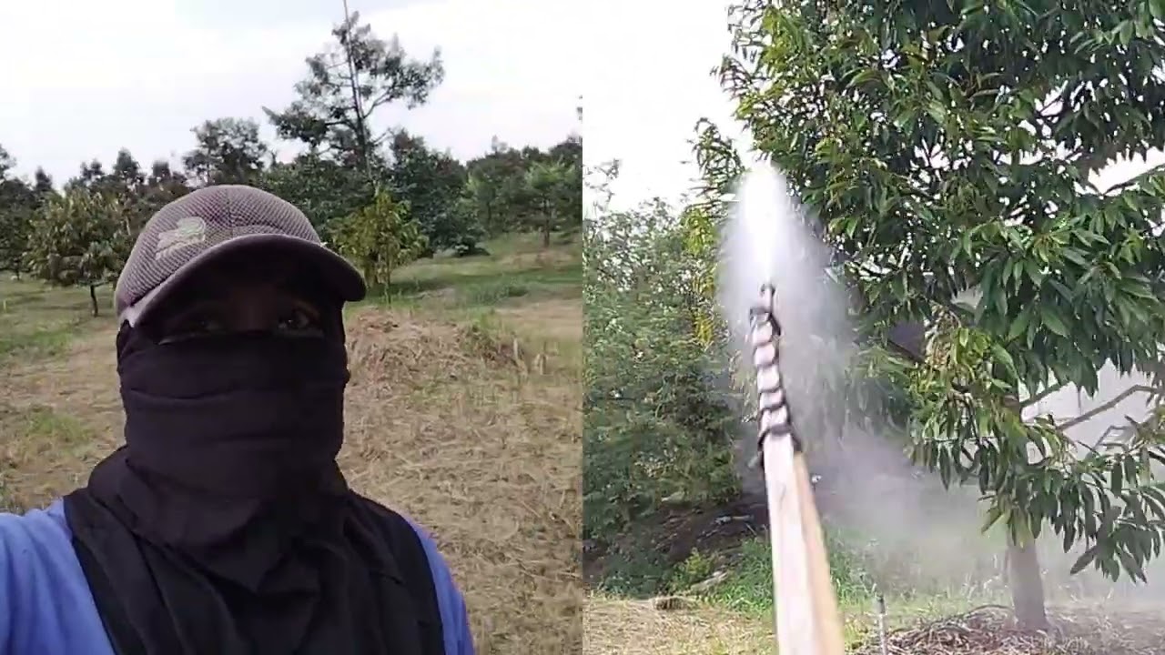 របៀបបាញ់ស្លឹកធុរេន 2026