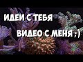 О чём снять видео?) Пишите ваши варианты) Морской аквариум