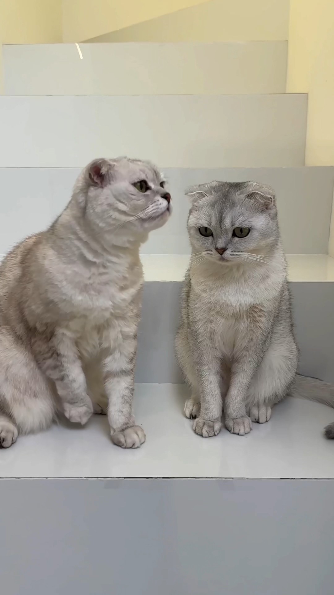 The cats are having a real feast? #cat #cats