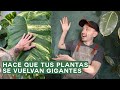 Como hacer tutores para plantas? Tutorial simple y completo