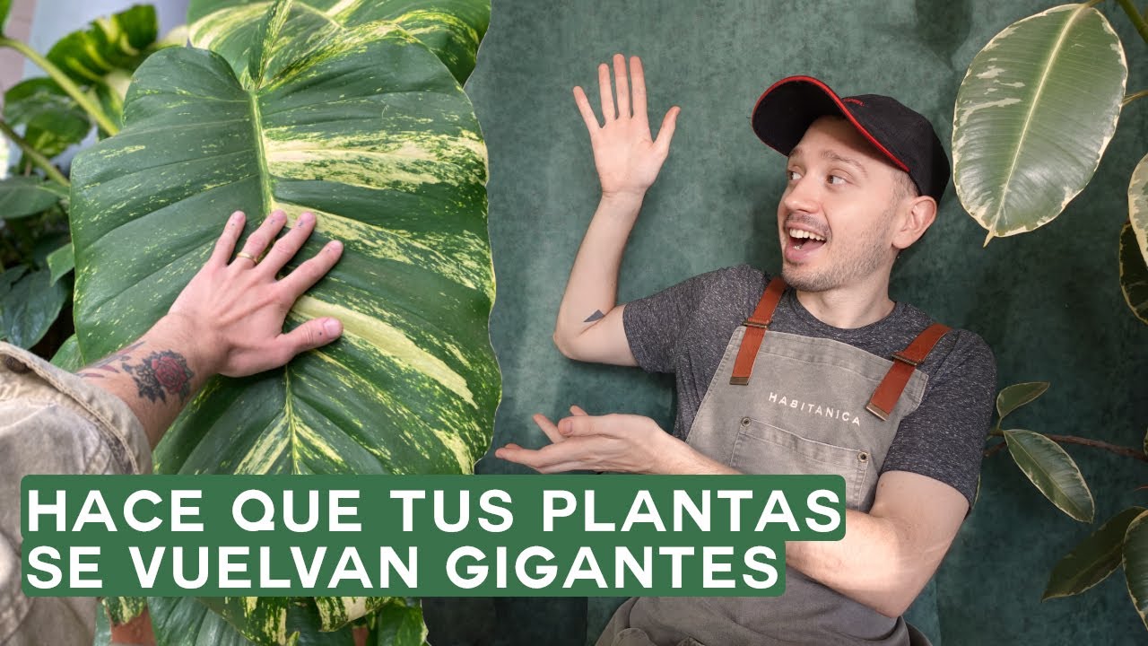 Como hacer tutores para plantas? Tutorial simple y completo