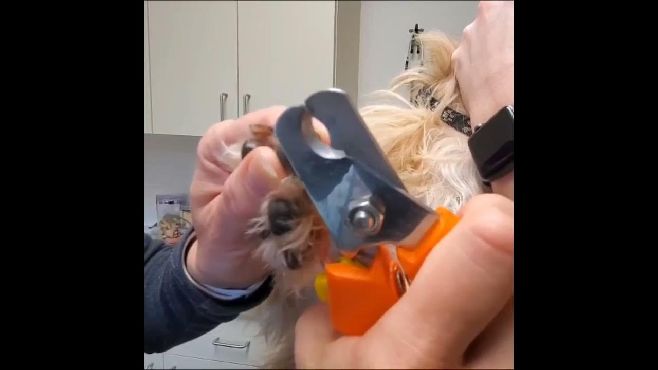 How to trim your dogs nails. - YouTube