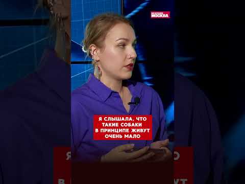 Посмотрите, как выглядит самая высокая собака в мире!