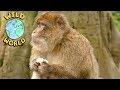 Wild world  barbary ape  zeekay