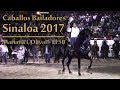 Caballos Bailadores Sinaloa | Mariana L. Olivas - Caballo: El 50