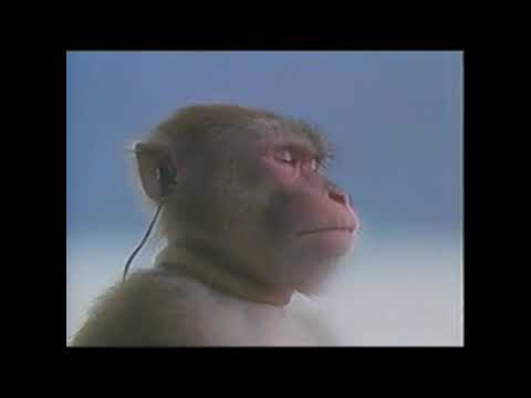 Ｍｏｎｋｅｙ ｌｉｓｔｅｎｓ ｔｏ (@monkeylistensto) / X