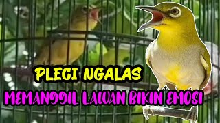 Suara Pleci Memanggil Lawan Bikin Emosi Pleci Ngalas Buka Paruh