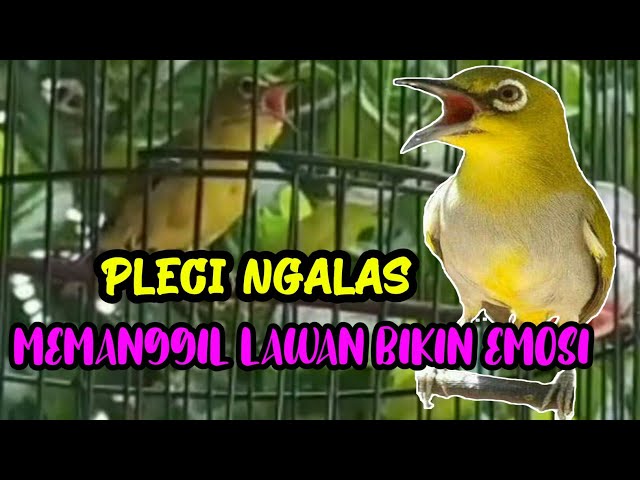 Suara Pleci Memanggil Lawan Bikin Emosi Pleci Ngalas Buka Paruh class=