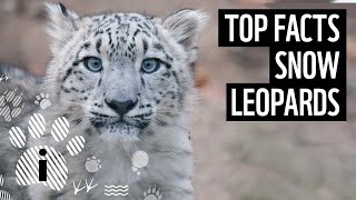 Top facts about snow leopards | WWF