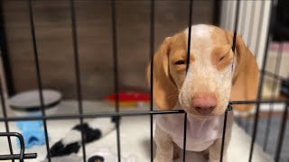 Mini dachshund puppy crate training progress!