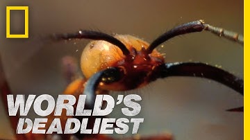Army Ants Eat Everything | World