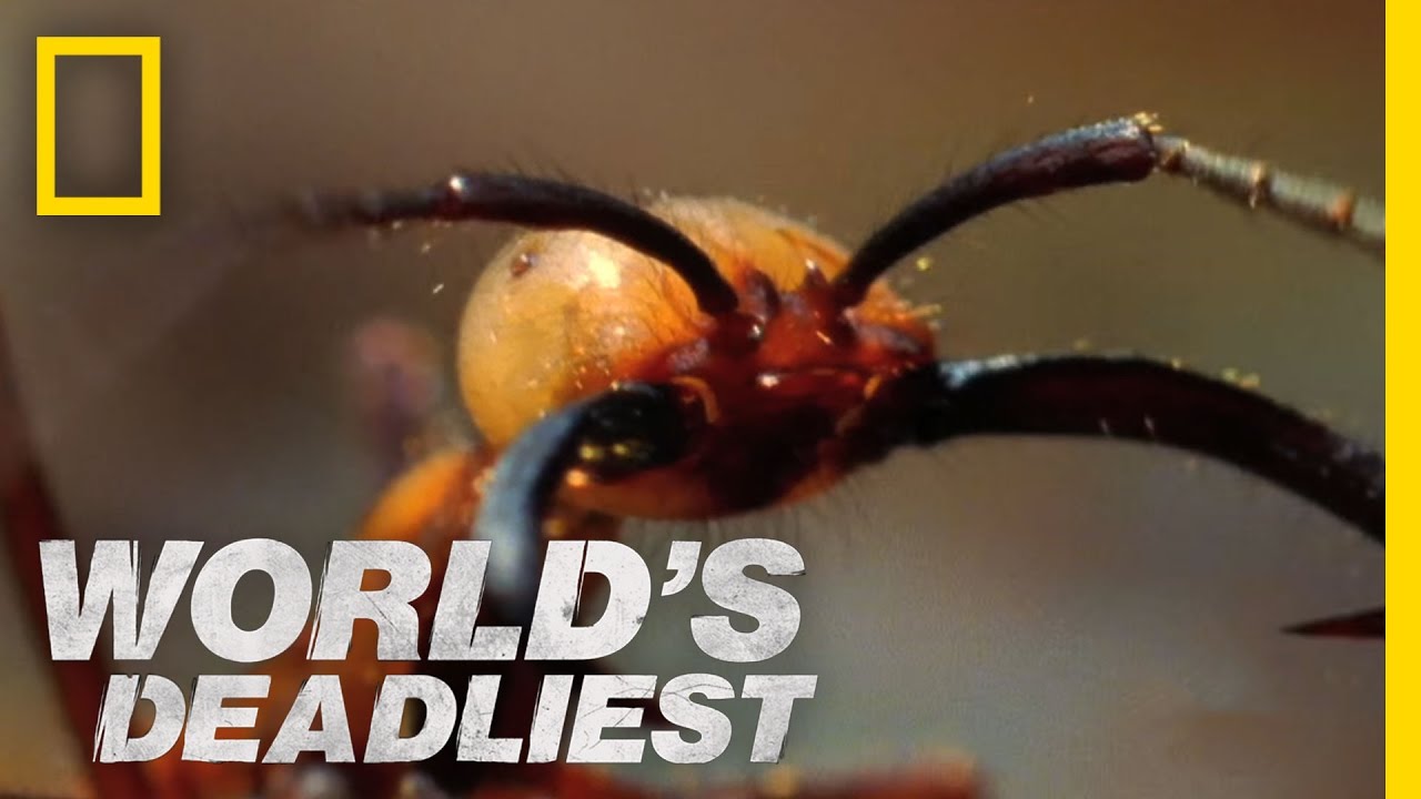 Army Ants Eat Everything World S Deadliest Youtube