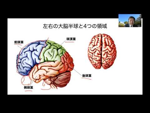 神経心理学——脳の障害から見えてくること_緑川 晶_高校生のための心理学講座(日本心理学会)_7