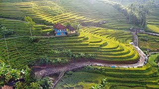 MANTAP AH RUMAH DI TENGAH SAWAH PALING INDAH DI DUNIA, KAMPUNG INDAH DI JAWA BARAT DI INDONESIA