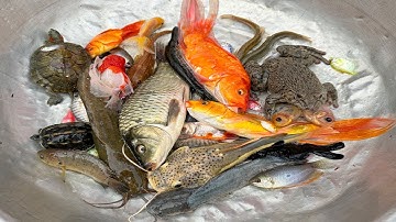 Kem Chanel lái công nông bắt cá chép, cá vàng, cá sấu hỏa tiễn, con rùa, con tôm, cá trê, cá tiên