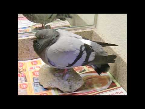 Paris Lo 6 DAYS WITH ( COTTON ) A PIGEON that was found Poisoned - Las Vegas 2010 Pigeon