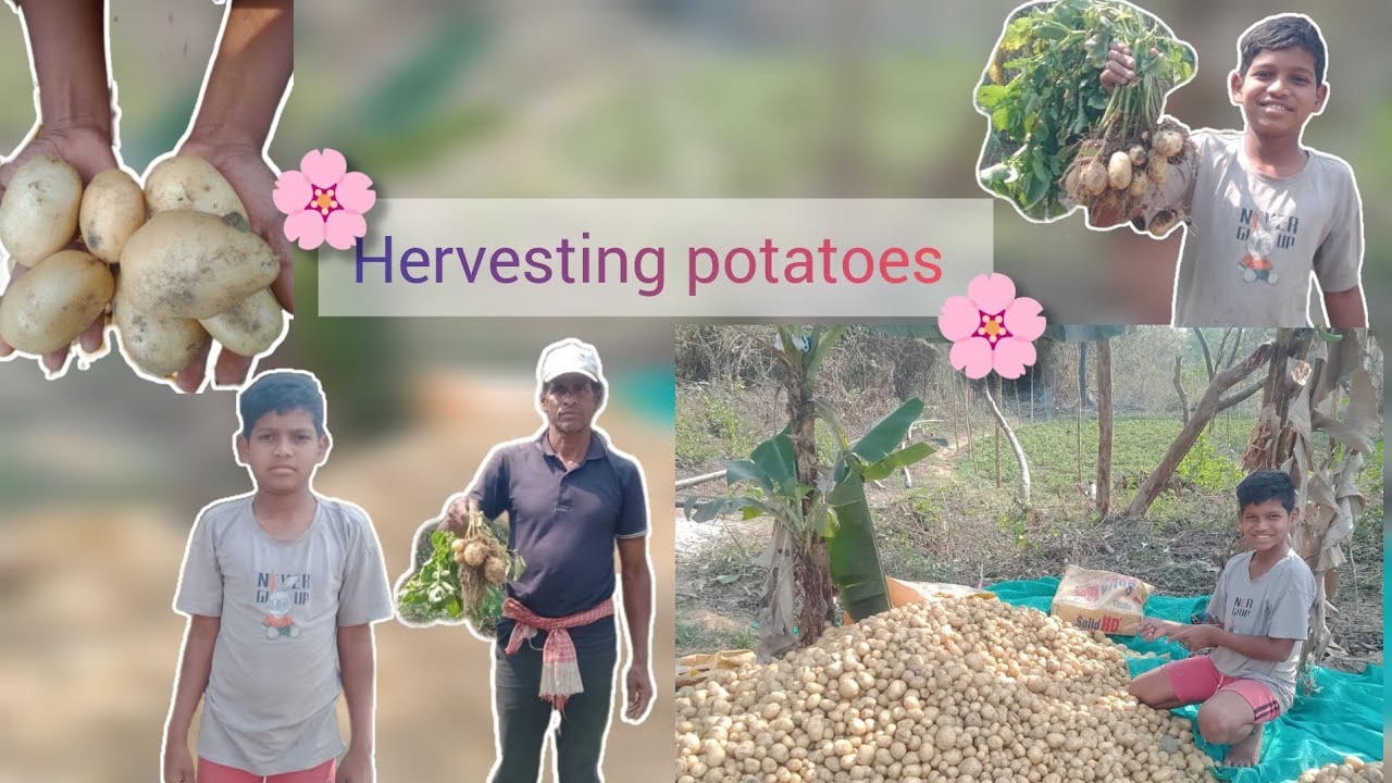 Hervesting potatoes || ଆଳୁ ଆଦାୟ/ଅମଳ || 🥔🌱