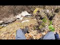 【北海道 山菜】 天然行者ニンニク(アイヌネギ)が一面に広がるネギヶ沢で山菜採りを楽しむ。