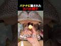 バナナに騙されたカバの親子