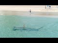 Giant Hammerhead Sharks Hunting Blacktip Sharks 3