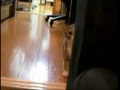 Ninja kitty stalks camera without being detected