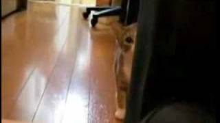 Ninja Kitty stalks camera without being detected