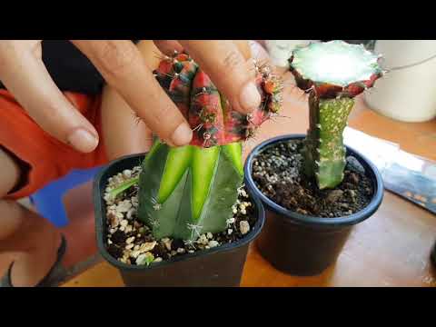 Video Hướng dẫn chuyển chân tháp từ 3 cạnh sang 6 cạnh - youtube