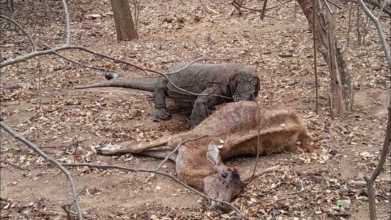 OMG Viral Komodo Dragon Eating live deer - YouTube