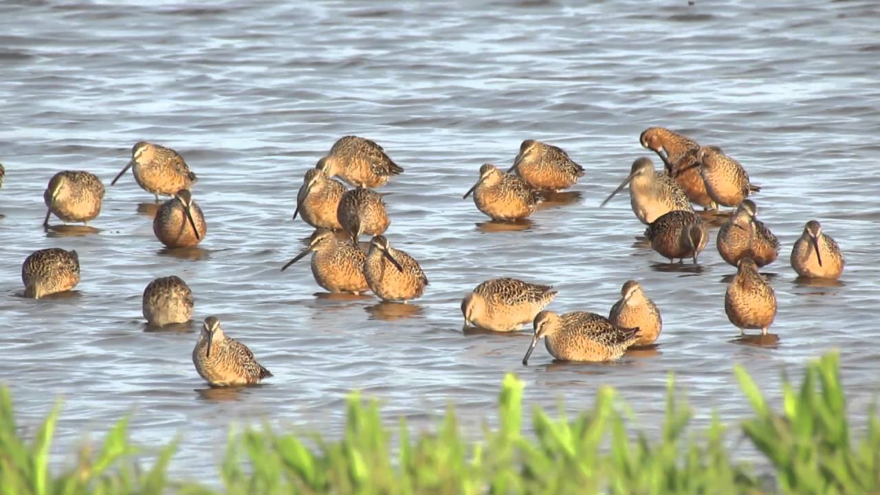 Dowitchers in Sutter County