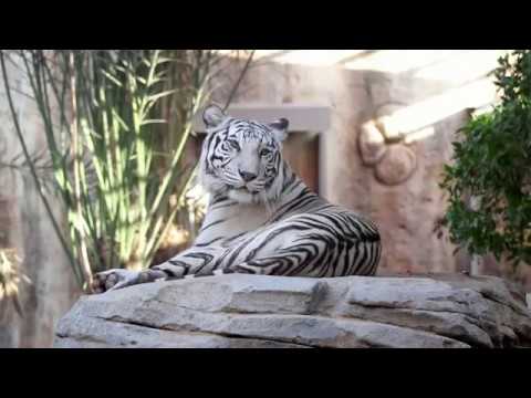 Video: Cov ntoo Christmas zoo nkauj tshaj plaws nthuav tawm hauv Abu Dhabi