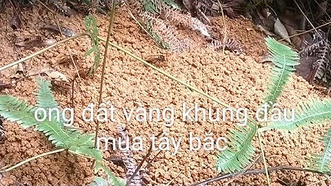 Hãi hùng ong đất vàng hùng dữ đầu mùa khủng nhất ở thời điểm đầu mùa 2025 rồi. - Tình Thợ Rừng