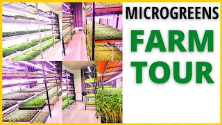 Microgreen Farm Tour-🌱 Our Microgreens Business &  Micro Farm Setup🌱