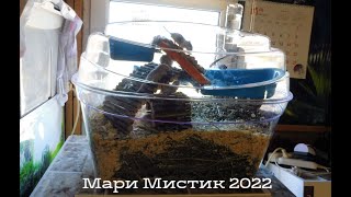 НОВАЯ семья ПЕСЧАНОК , чихуахуа , агамы , попугаи , черепахи 30/04/2022