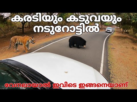 Bear and tiger attack vehicle on public road | Masanagudi sights