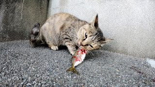 【猫島】お魚咥えたドラ猫、追っかけて〜♫