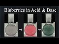 Blueberry Juice pH Indicator Experiment