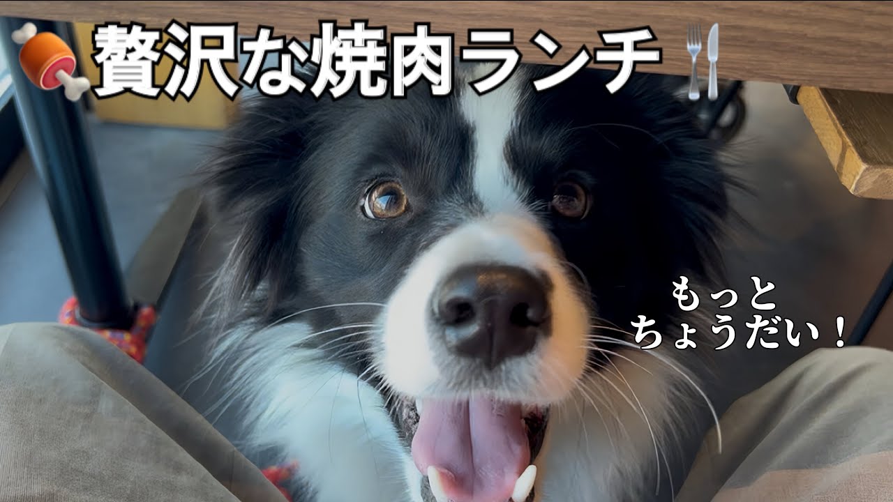 美味しすぎて「もっとちょうだい」とアピールするボーダーコリーが可愛すぎた！