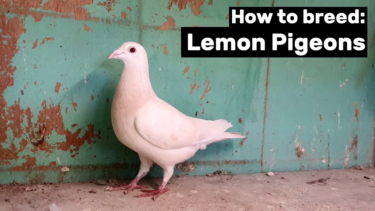 How to breed Lemon Pigeons (Extreme Dilute) YouTube