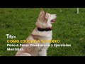 Como Educar a tu Perro Paso a Paso: Obediencia y Ejercicios Mentales - TvAgro por Juan Gonzalo Angel