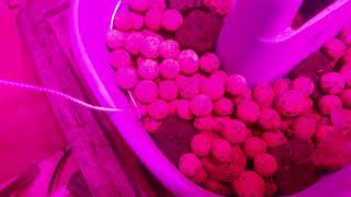 Aquaponics update regeneration some cannabis