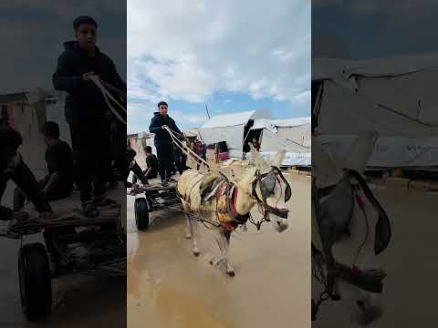 عدي البركة بشيكل