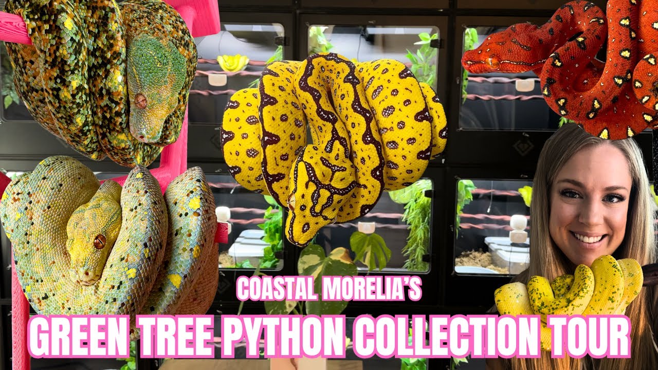 CRAZY Designer Green Tree Python Collection Tour With A Woman's Touch
