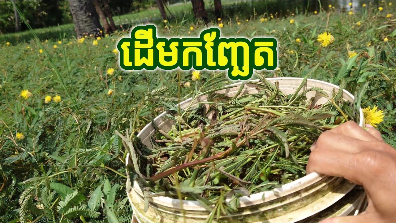 ដើមកញ្ឆែត រុក្ខជាតិបន្លែដែលល្អសម្រាប់សុខភាព Water Mimosa or Neptunia oleracea plant 