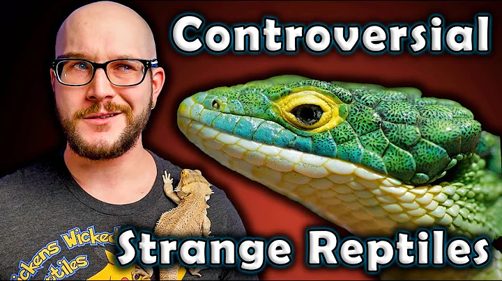 Top 5 Intermediate Reptiles YOU Have Never Heard Of!