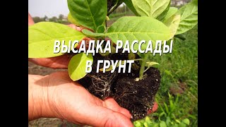 Высадка рассады в грунт